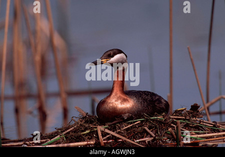 Red-necked Grebe / Rothalstaucher Stockfoto