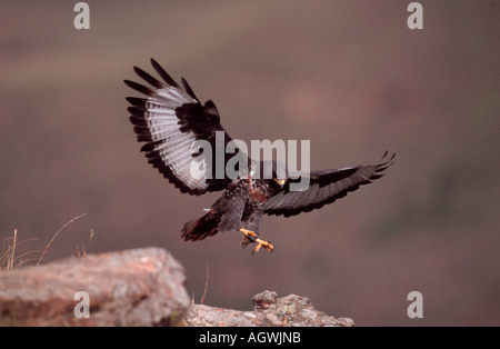 Schakal Bussard / Schakalbussard / Felsenbussard Stockfoto