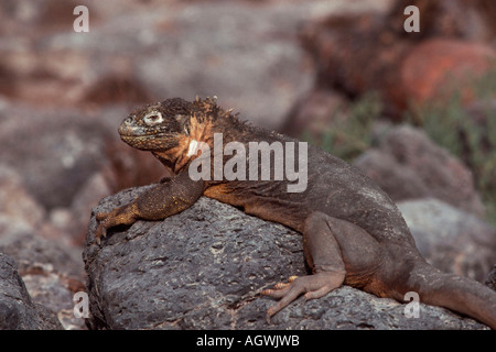 Drusenkopf / Landleguan / Land Iguana Stockfoto