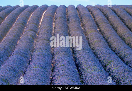 Lavendel Feld / Echter Lavendel / Lavendelfeld Stockfoto
