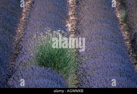 Lavendel Feld / Echter Lavendel / Lavendelfeld Stockfoto