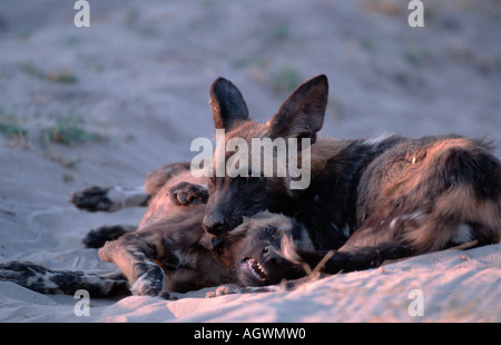 Afrikanische Jagdhund / Afrikanischer Wildhund / Hyaenenhund Stockfoto