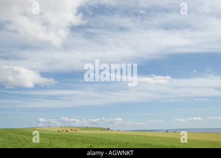 Heuwiesen entlang der Bay Of Fundy nördlich von Fundy Nationalpark Stockfoto