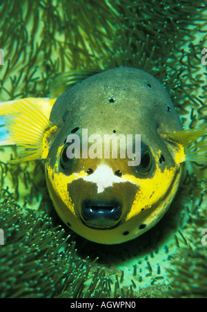 Blackspotted Puffer Stockfoto