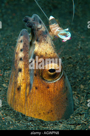 Schlangenaal mit herrlichen Partner Garnelen Stockfoto