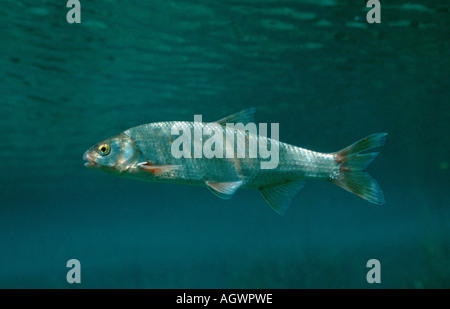 Dace Stockfoto