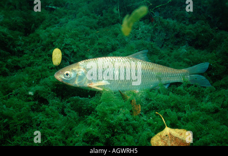 Dace Stockfoto