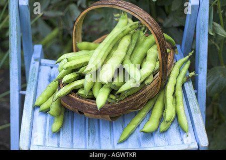 Frisch geerntete Dicke Bohnen in Trug auf Gartenstuhl Vielzahl Aquadulce UK Juni Stockfoto