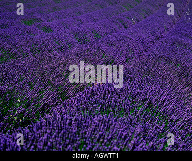 Lavendel Feld / Echter Lavendel / Lavendelfeld Stockfoto