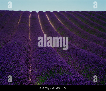 Lavendel Feld / Echter Lavendel / Lavendelfeld Stockfoto