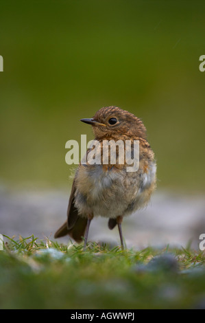 Juvenile Rotkehlchen Erithacus rubecula Stockfoto