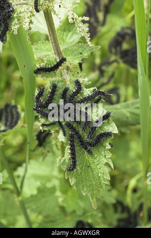 Tagpfauenauge Inachis Io Raupen ernähren sich von gemeinsamen Brennnessel Urtica Dioica Norfolk UK Juni Stockfoto