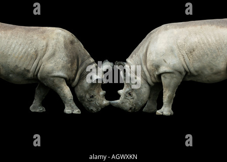 Zwei Rhino s kämpfen Stockfoto