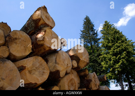 Altes und neues Holz Stockfoto