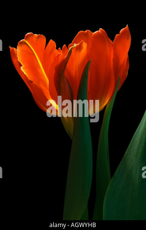 rote Tulpe mit dunklem Hintergrund Stockfoto