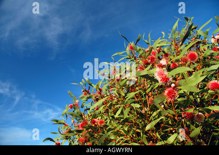 Blühende Nadelkissen Hakea Hakea Laurina einen Baum, der kleine Flächen von Western Australia Stockfoto