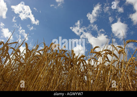 Ein Weizenfeld in Hertfordshire reif für die Ernte Stockfoto