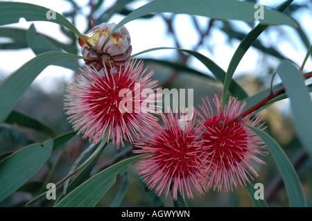 Detail der Blüten der Nadelkissen Hakea Hakea Laurina, Margaret River Region, Western Australia Stockfoto