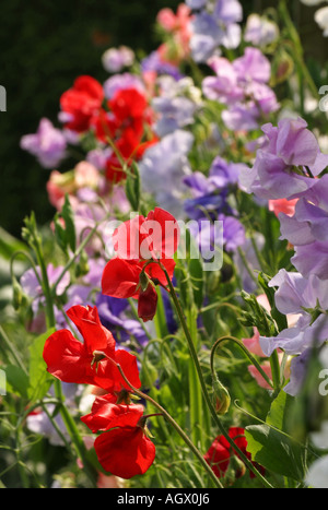 Sweet Pea Blumen wachsen in einem Cottage-Garten Stockfoto