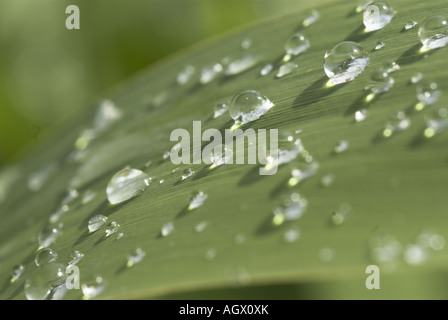 Wassertropfen auf Norfolk Schilf Phragmites UK Stockfoto