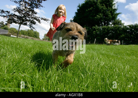 Ein Border Terrier Hund Spaß mit einem kleinen Mädchen in einem Garten Stockfoto