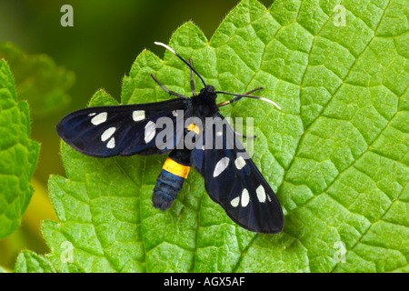 Die neun entdeckt Amata Phegea ruht auf Blatt Stockfoto