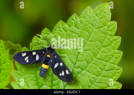 Die neun entdeckt Amata Phegea ruht auf Blatt Stockfoto