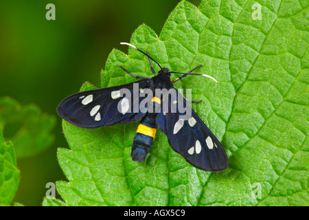 Die neun entdeckt Amata Phegea ruht auf Blatt Stockfoto