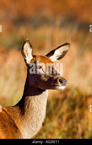 Rothirsch Cervus Elaphus Hind Nahaufnahme Schuss des Kopfes alert Richmond Park in London suchen Stockfoto
