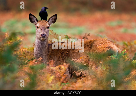 Rothirsch Cervus Elaphus Hind mit Dohle Corvus Monedula auf Kopf Warnung unter Bracken Richmond Park in London suchen Stockfoto