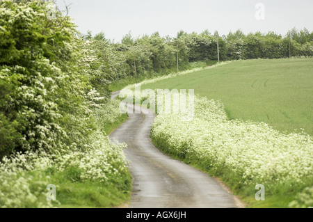 Feldweg mit Kuh Petersilie an Straßenrändern und Weißdorn blühen in Hecken Norfolk UK Mai Stockfoto