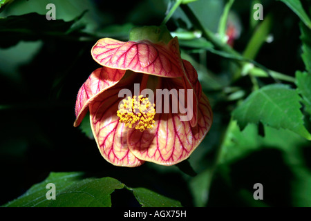 Chinesische Laterne / chinesische Glockenblume - Frameworks Hybrid-Familie Malvalceae Stockfoto