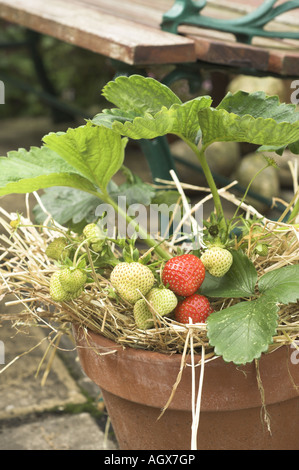 Erdbeeren Reifen in Terrakotta-Topf auf Terrasse UK Juli Stockfoto