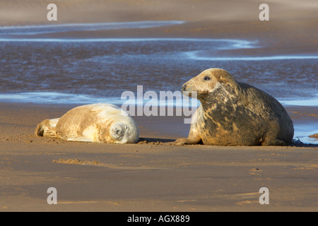 Kegelrobben Halichoerus Grypus mit Welpen am Strand Donna Nook lincolshire Stockfoto