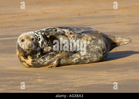 Kegelrobben Halichoerus Grypus am Strand Donna Nook lincolnshire Stockfoto