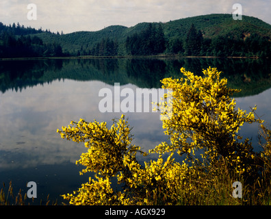 Wilde Scotch Broom im vollen Frühjahr blühen an den Ufern des Flusses Yaquinna in der Nähe von Newport an der Küste von Oregon Stockfoto