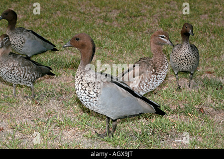 Gruppe von männlichen und weiblichen Maned Gänse - Chenonetta jubata Stockfoto