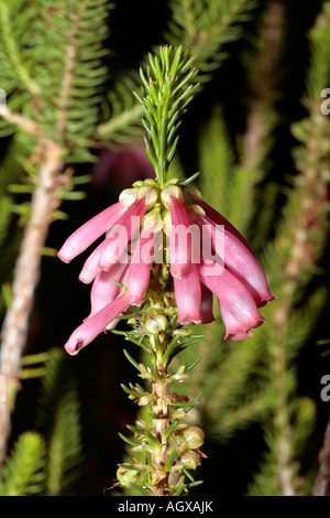 Cape Flats Erica Blütenstand [Familie Ericacae] mit Ant - Erica Verticillata (ausgestorben in Wildnis] und Lasius Niger Stockfoto