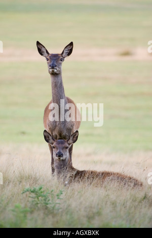 Hirsche Richmond Park London UK Stockfoto