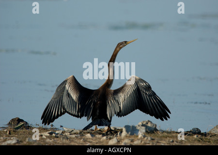 Oriental-Darter trocknen seine Flügel bei Vogel Billabong, Kakadu-Nationalpark Stockfoto