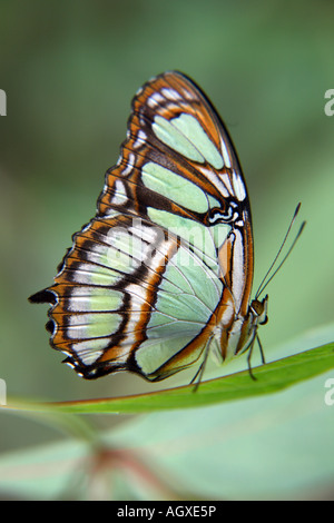Ein Malachit-Schmetterling ruht auf einem Blatt. Stockfoto