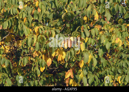 Walnüsse und Blätter Stockfoto