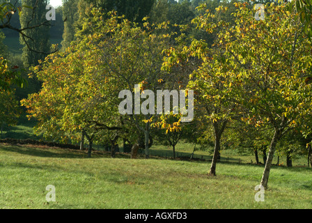 Walnuss Bäume Molieres Stockfoto