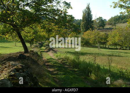 Walnuss Bäume Molieres Stockfoto