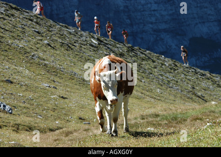 Juingfrau Marathon Läufer Bergrennen, Läufer auf der Moräne in der Nähe von Ziellinie auf der kleinen Scheidegg, Berner Alpen der Schweiz Stockfoto