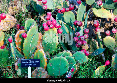 kleinen Opuntia Zebrina ursprünglich aus Florida in ein Kakteen-Garten Stockfoto