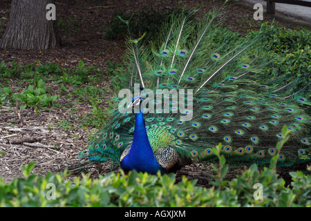 Indische blaue Pfau. Peacock.Peafowl. Stockfoto