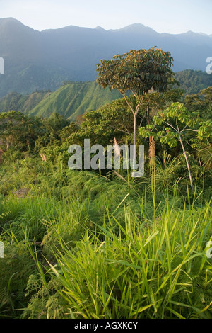 Im Dschungel der Sierra Nevada de Santa Marta, Kolumbien Stockfoto