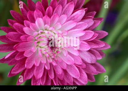Chrysantheme Stockfoto