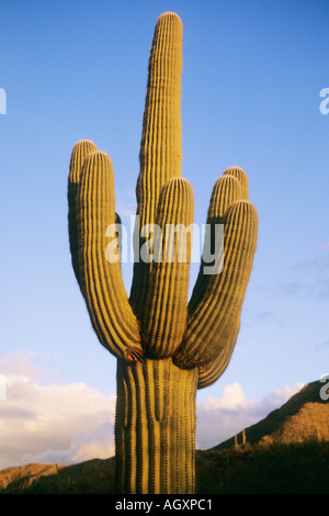 Saguaro-Kaktus (Cereus Giganteus oder Carnegiea Gigantea) Stockfoto